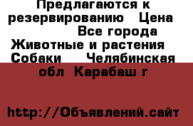 Предлагаются к резервированию › Цена ­ 16 000 - Все города Животные и растения » Собаки   . Челябинская обл.,Карабаш г.